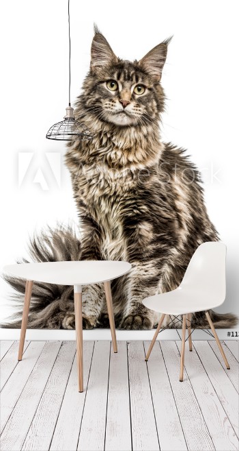 Picture of Maine Coon isolated on white